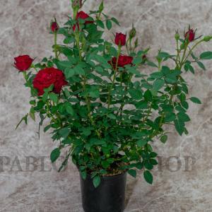 `    A Natural Live Red Roses Flower Plant